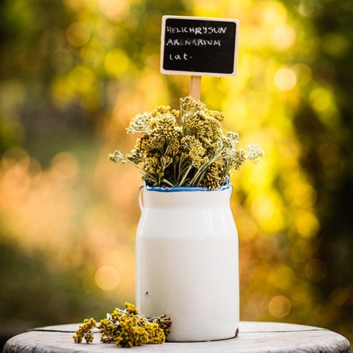 Essentials of Macro Photography: Seeing the Unseen